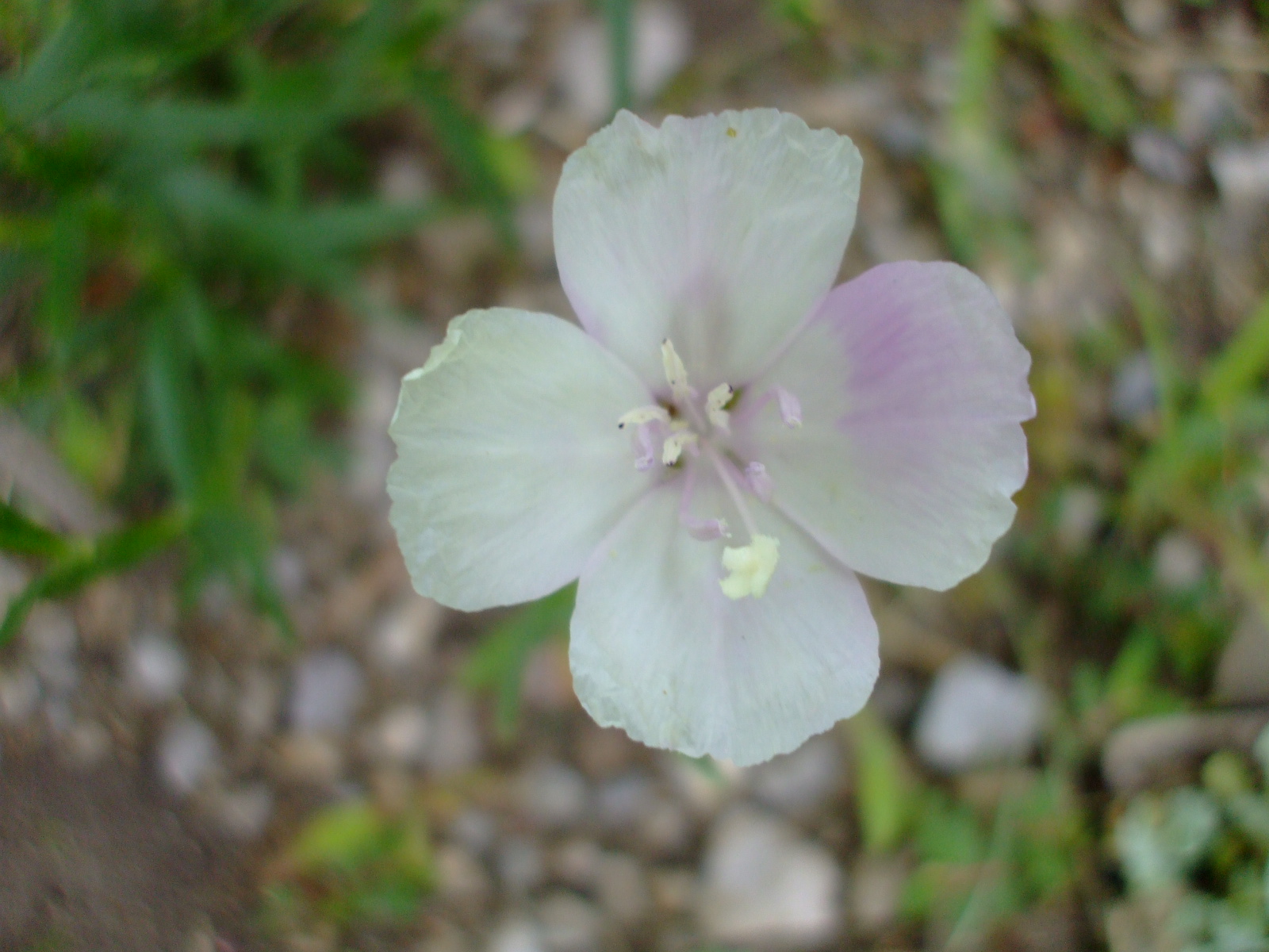 Clarkia bottae